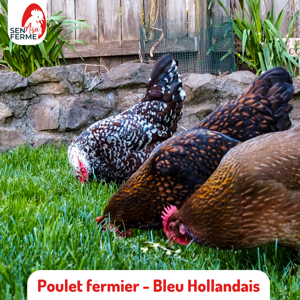 Poulet fermier Bleu Hollande - 1kg