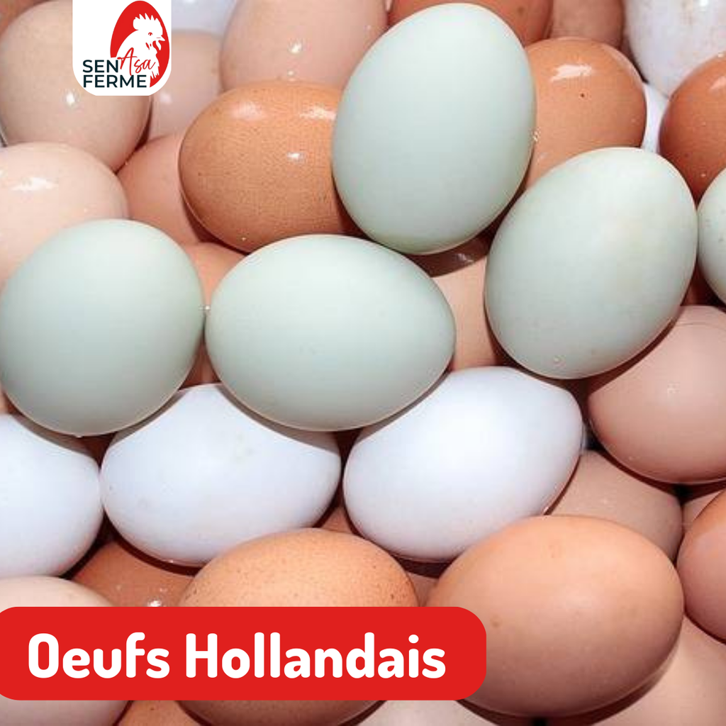 OAC fermier Bleu Hollandais