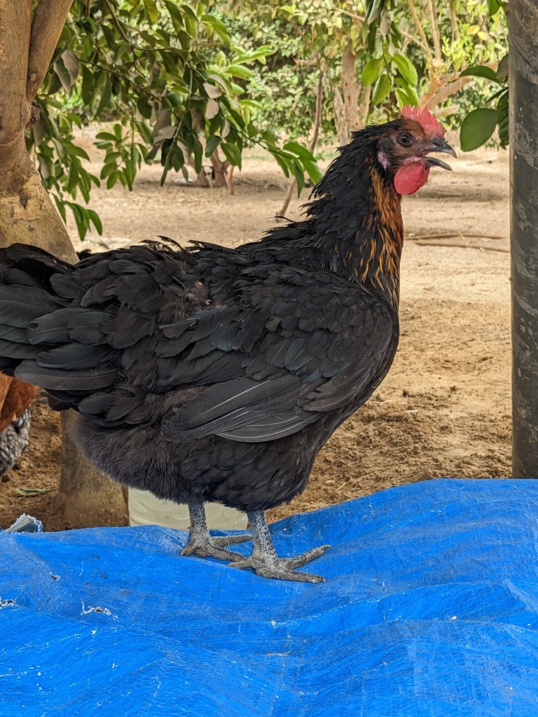 Poulet fermier bleu hollandais