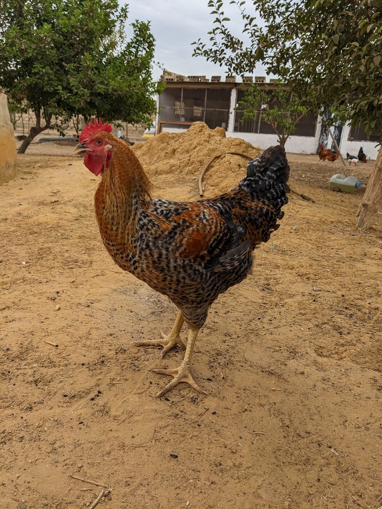 Poulet fermier bleu hollandais