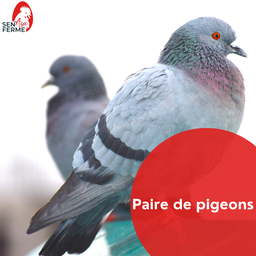 Paire de pigeons