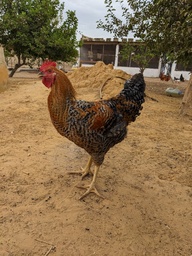 Poulet fermier bleu hollandais